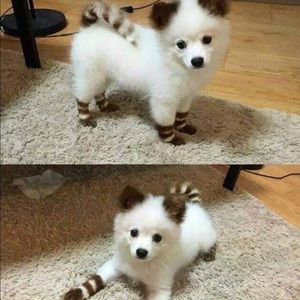 Meet your Posher, Rogelio